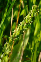 Platanthera flava var. herbiola