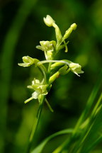 Gymnadeniopsis clavellata var. clavellata