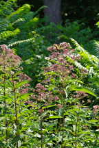 Eastern Joe Pye Weed