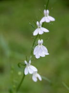 Lobelia nuttallii