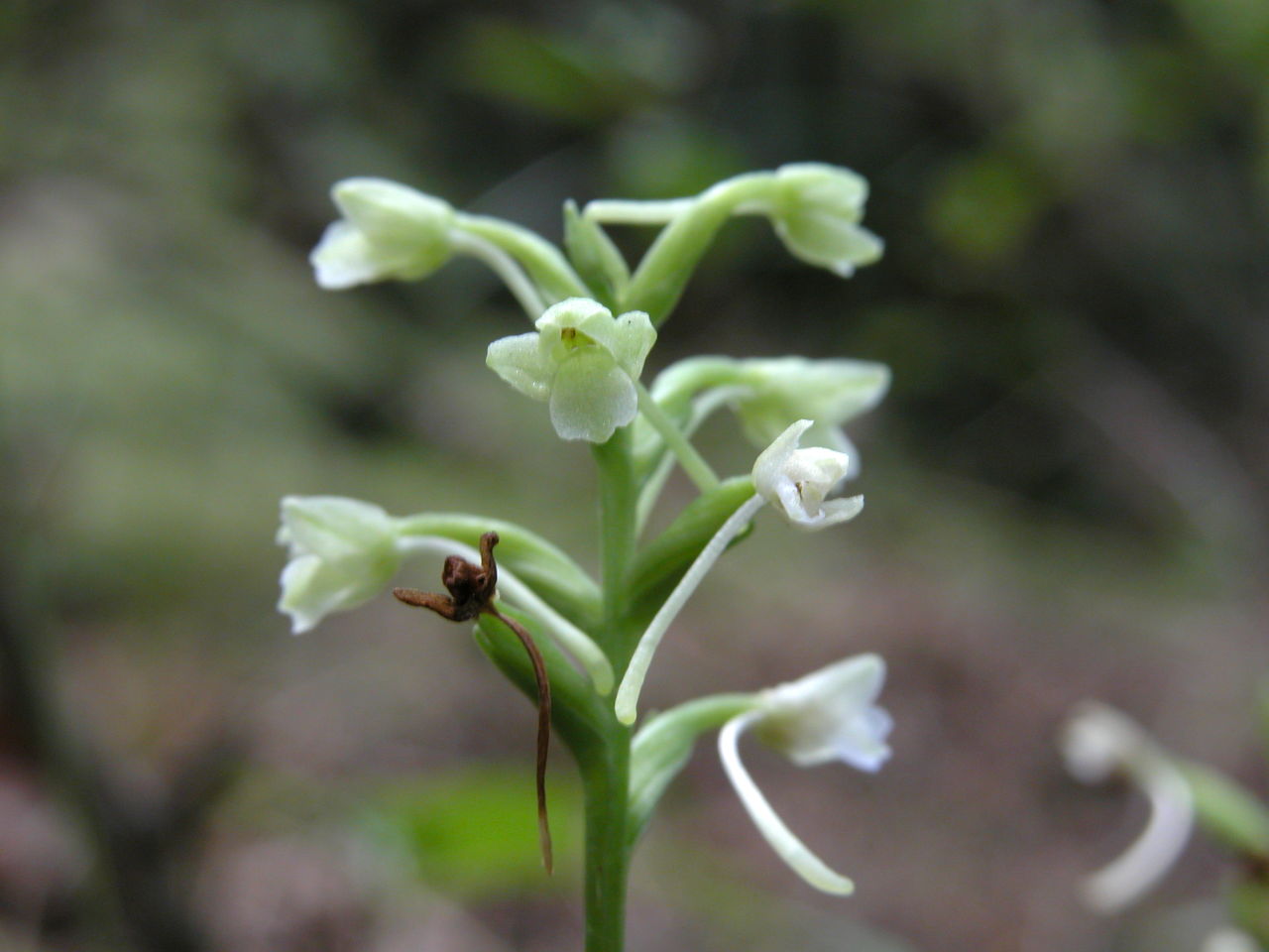 Little Club-Spur Orchis