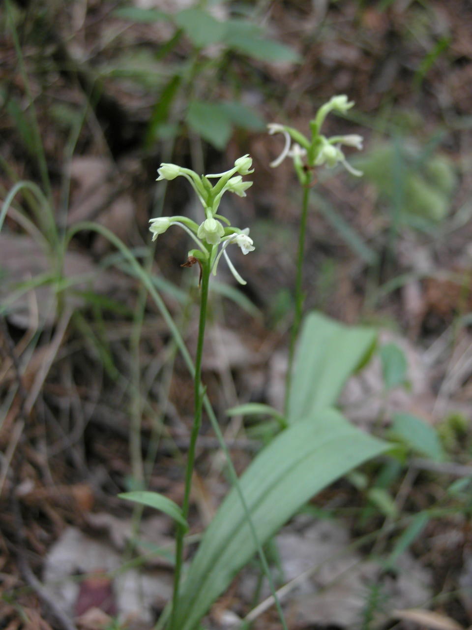 Little Club-Spur Orchis