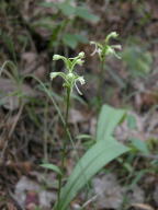 Gymnadeniopsis clavellata var. clavellata