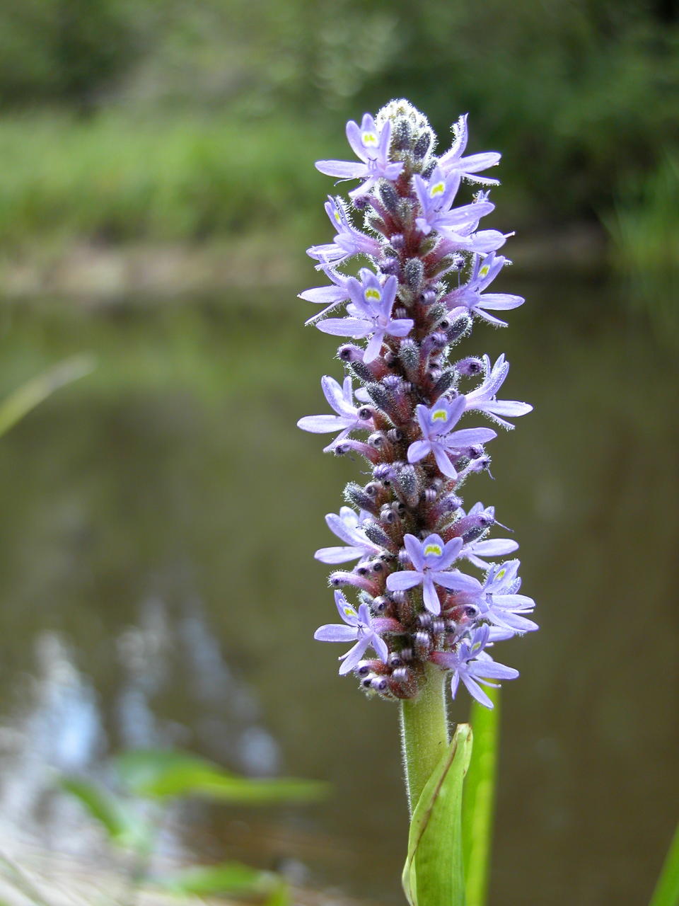 Pickerel Weed