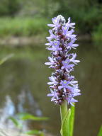 Pontederia cordata