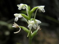 Little Club-Spur Orchis