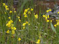 Utricularia cornuta