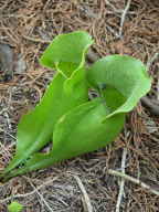 Sarracenia purpurea