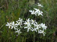 Sabatia difformis