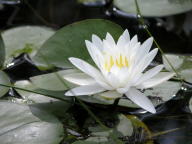 Nymphaea odorata