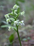 Gymnadeniopsis clavellata var. clavellata