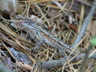 Northern Fence Lizard