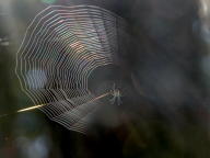 Spiderweb