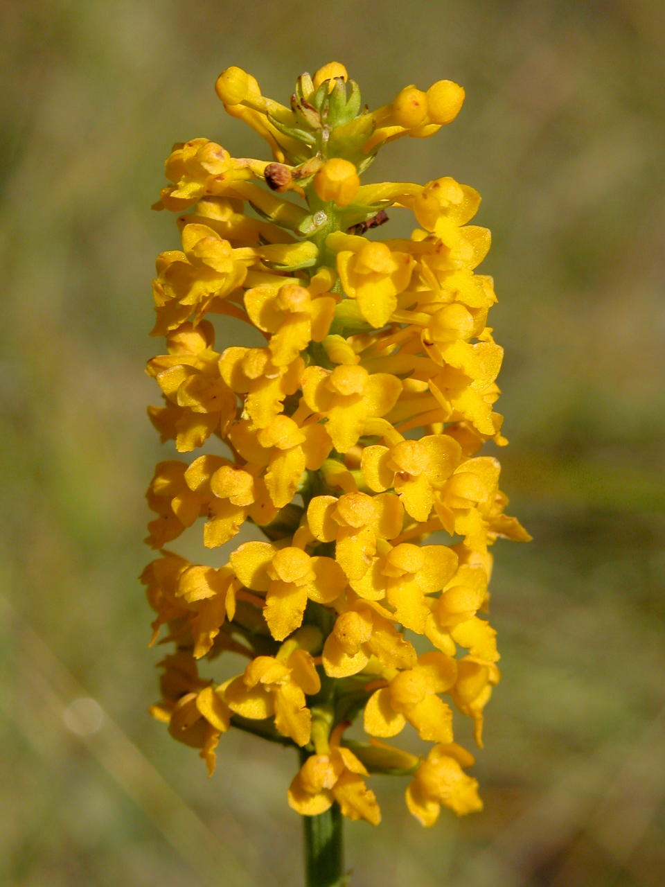 Yellow Fringeless Orchis