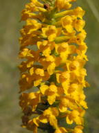 Yellow Fringeless Orchis