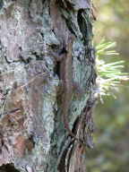 Northern Fence Lizard