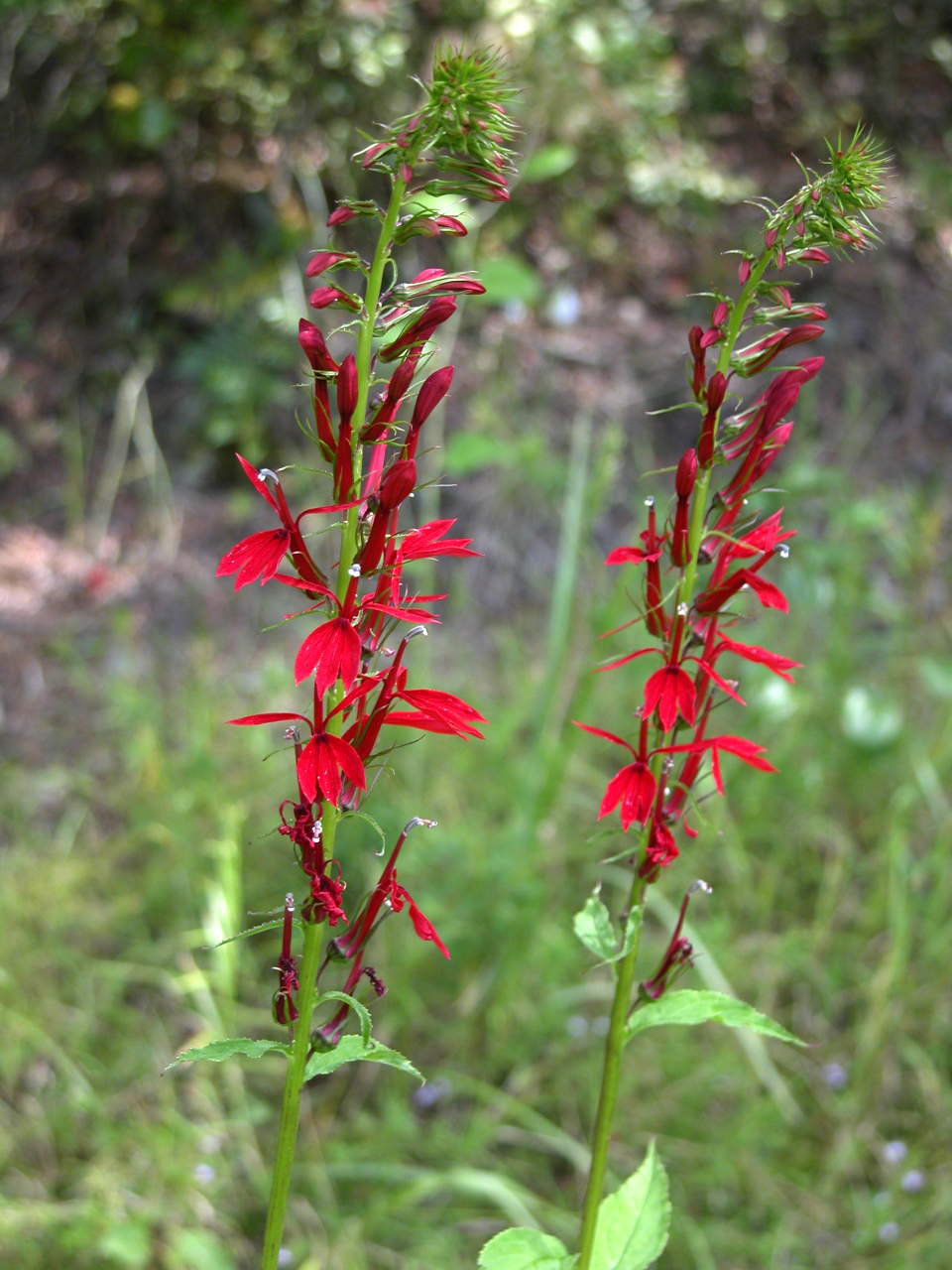 Cardinal Flower