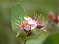 Marsh St. John's Wort