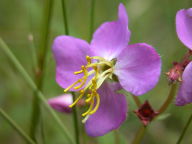 Wing-Stem Meadow Pitchers