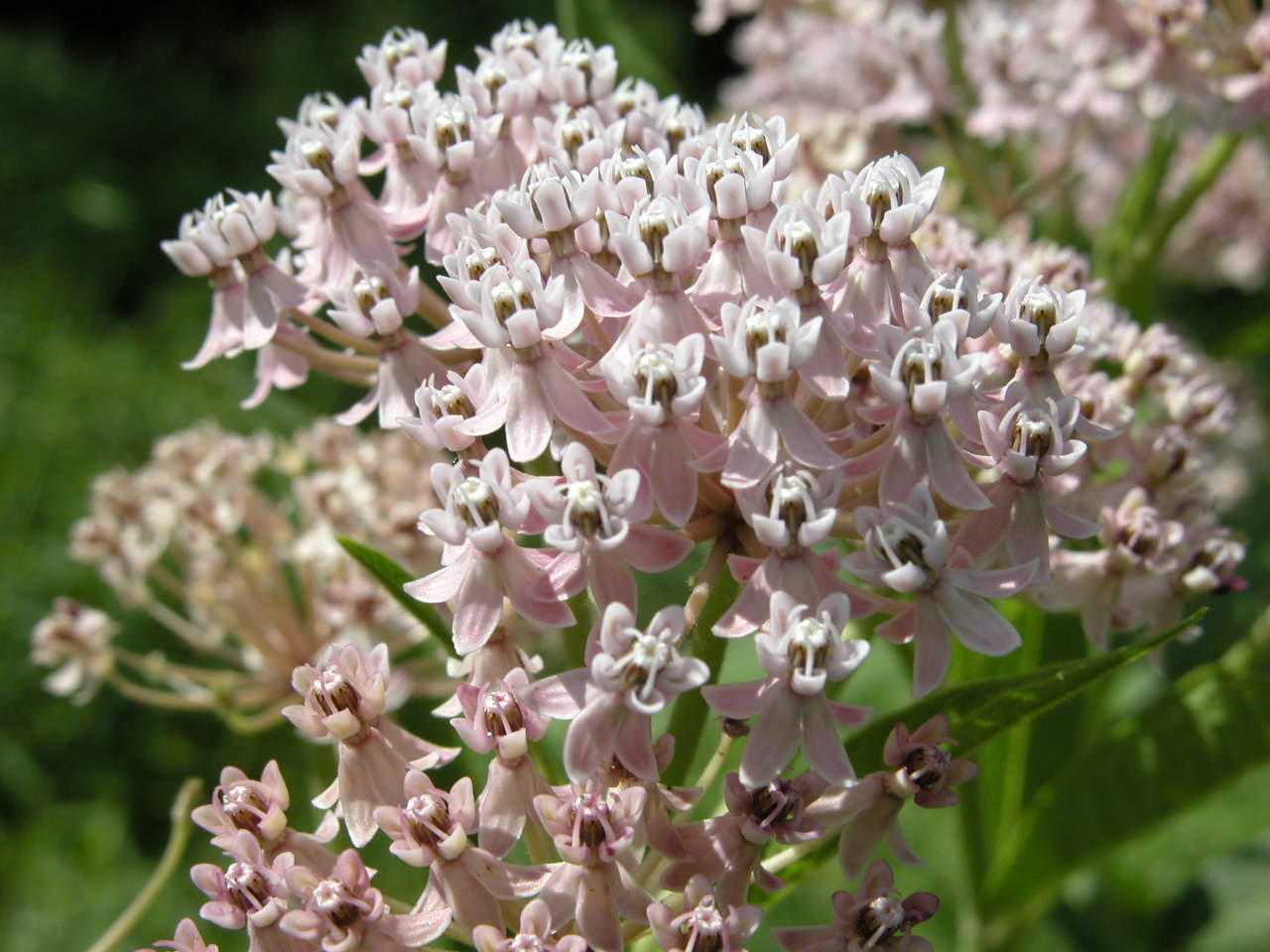 Swamp Milkweed