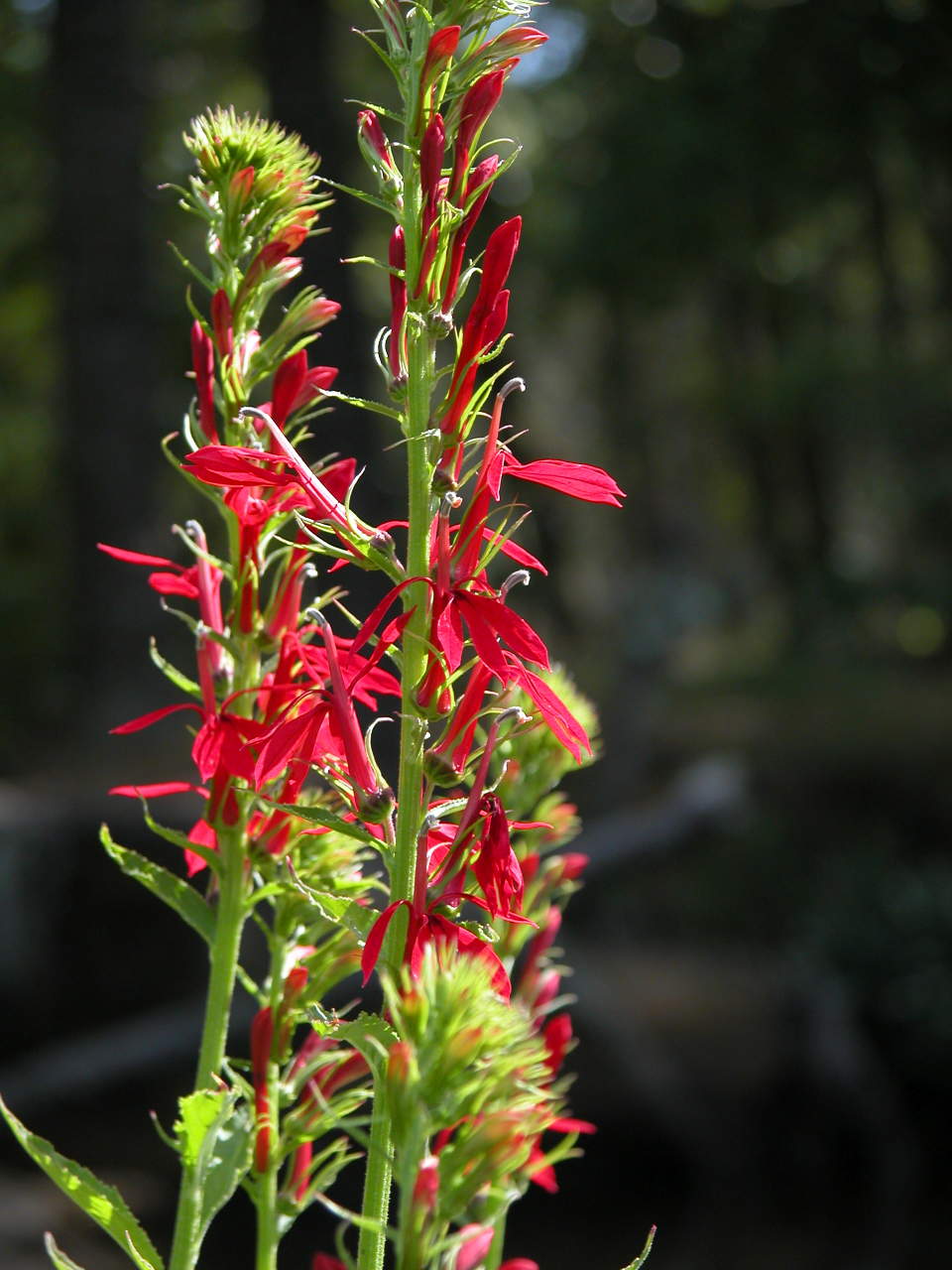 Cardinal Flower