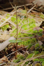 Listera australis