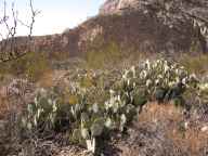 Prickly Pears