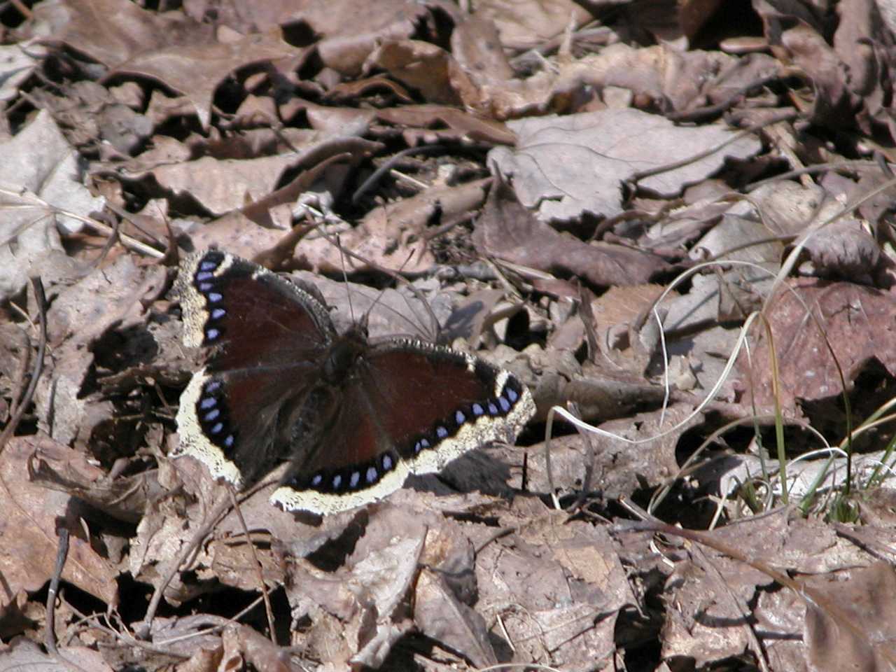 Mourning Cloak Butterfly