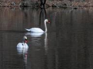 Mute Swans