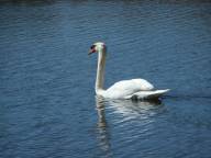 Mute Swan