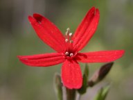 Silene virginica