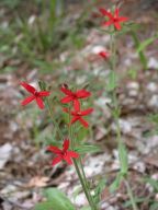 Silene virginica