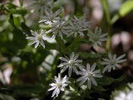 Stellaria pubera