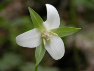 Trillium flexipes