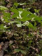 Drooping trilliums