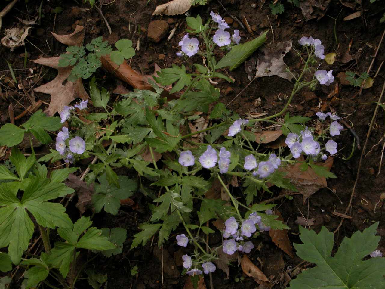 Loose-flowered phacelia