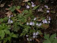 Phacelia bipinnatifida