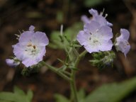 Phacelia bipinnatifida