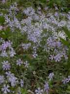 Phlox divaricata