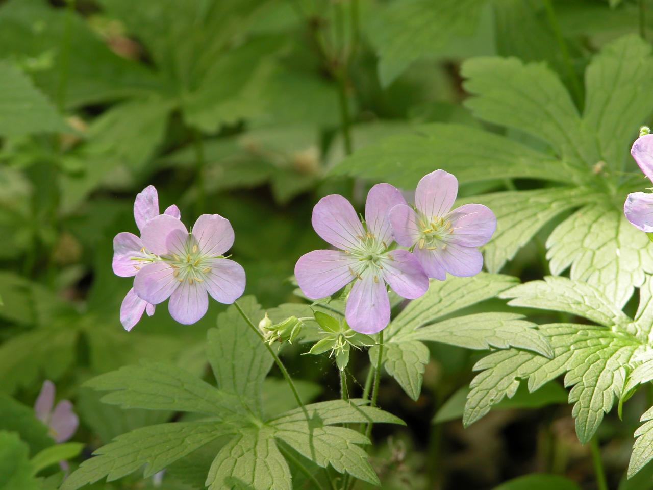 Wild Geranium