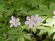 Geranium maculatum