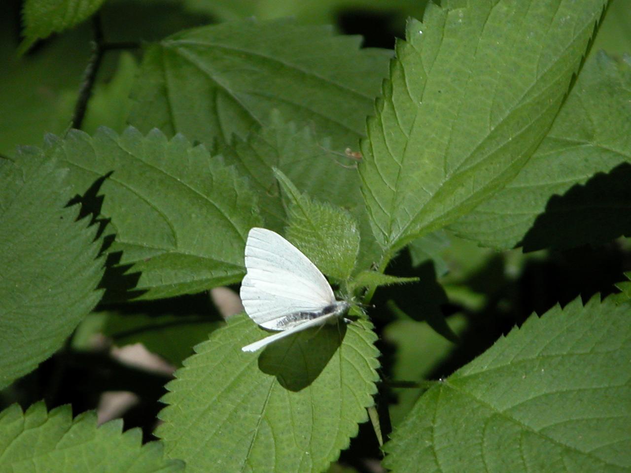 Mustard White Butterfly