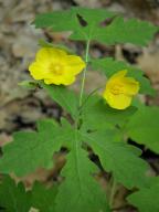 Celandine Poppy