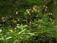 Aquilegia canadensis