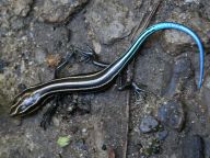 Five-lined Skink Closeup