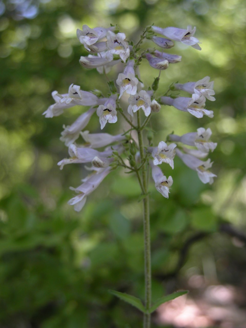 Pale beardtongue