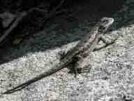 Northern fence lizard