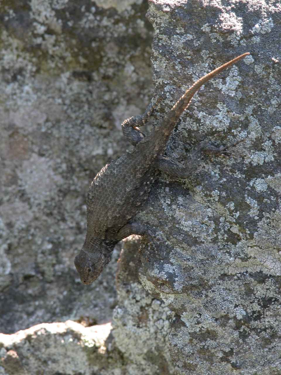 Northern fence lizard