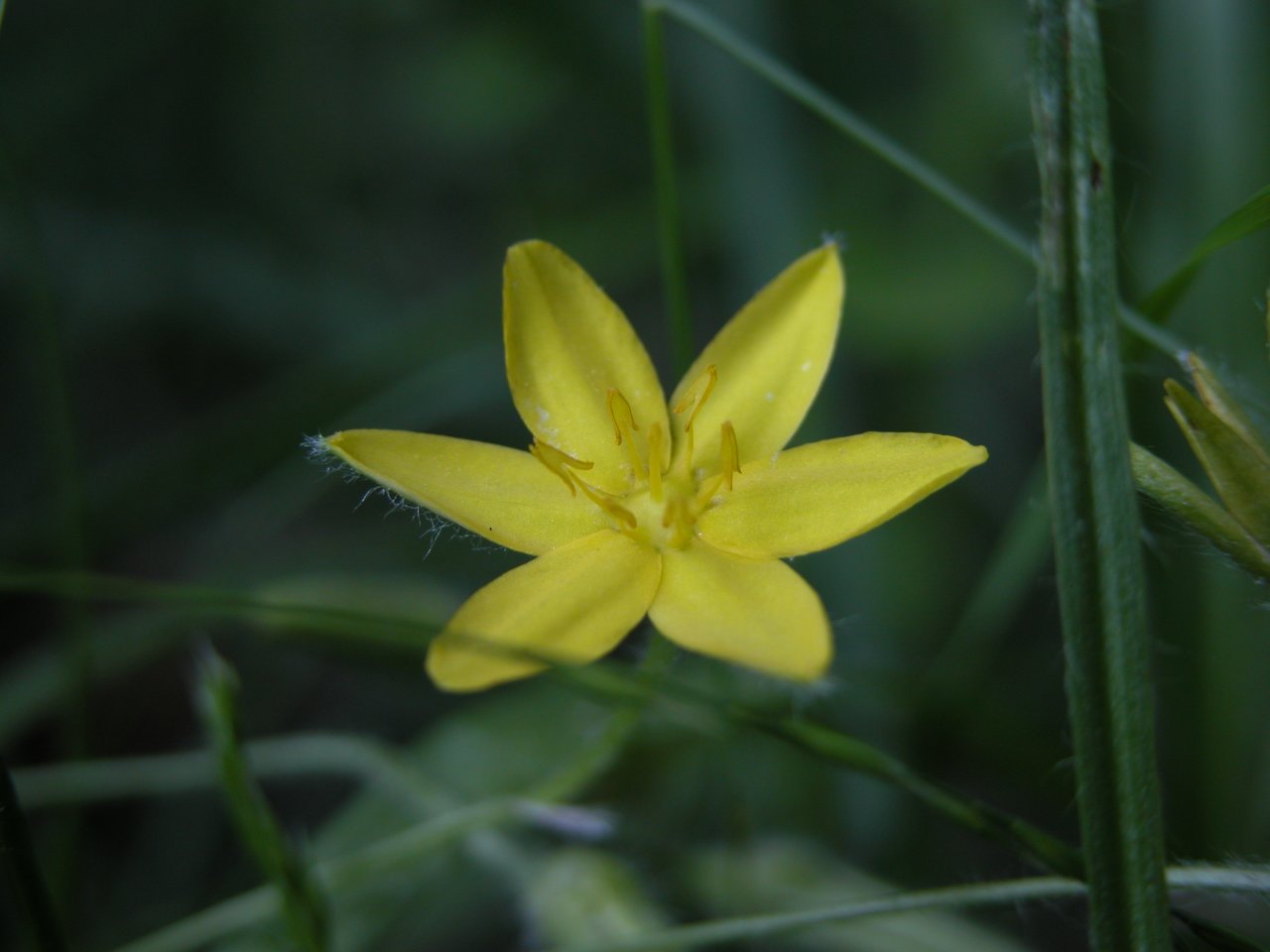 Yellow stargrass 