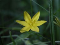 Yellow stargrass